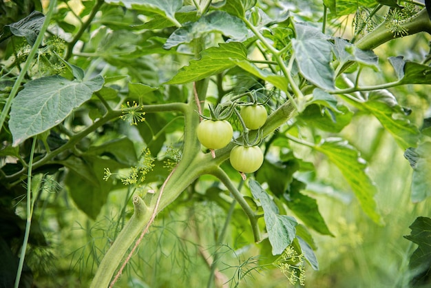 写真 枝にある 2 つの緑の未熟トマト