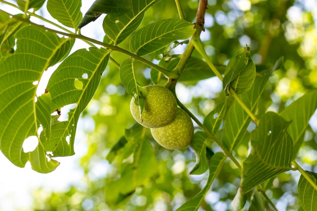 Two green walnut growing on a tree branch close up