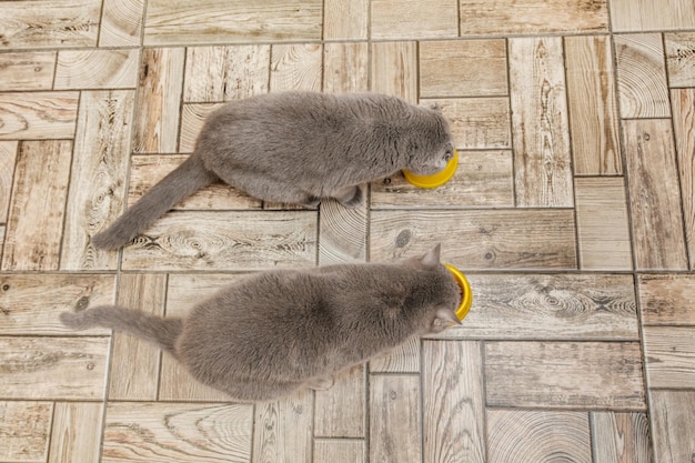 Two grey Scottish cats eat food from a yellow cat bowls in the kitchen Top view