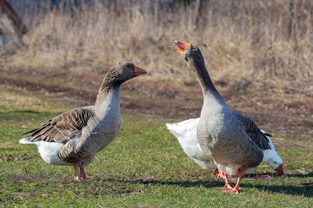 Two grey and white geese stand on a grassy field.