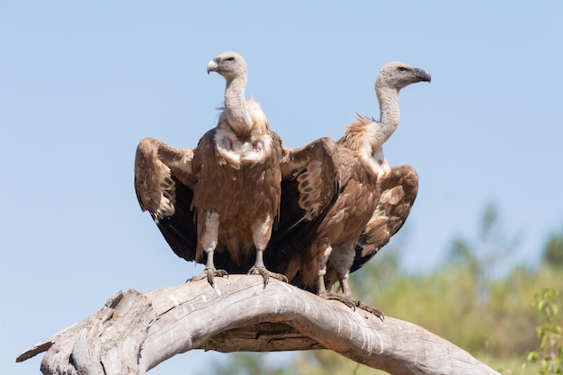 Foto due avvoltoi griffon gyps fulvus ritratto gredos spagna