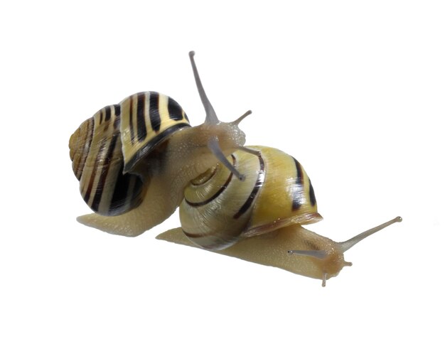 two Grove snails