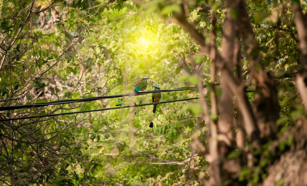 two guardabarrancos birds in the trees national bird of nicaragua on a branch two guardabarrancos on a branch central american national bird