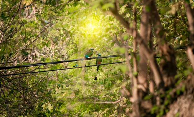 Photo two guardabarrancos birds in the trees national bird of nicaragua on a branch two guardabarrancos on a branch central american national bird