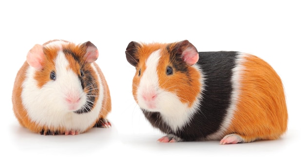 Two guinea pigs isolated