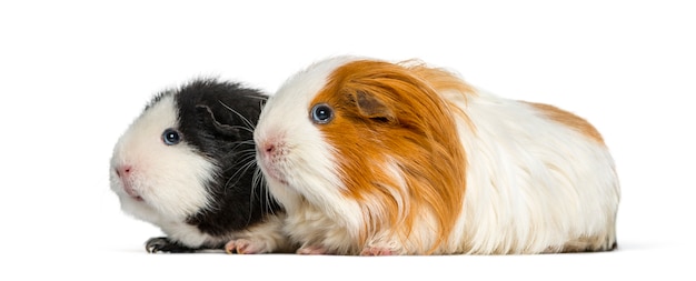 Two guinea pigs in a row