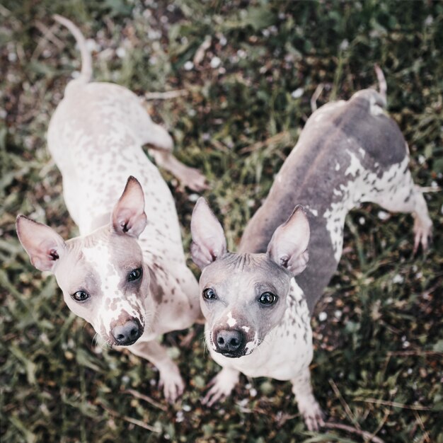 Two hairless american terrier dogs stand on the grass and look up