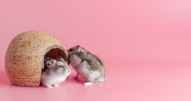 Two hamsters in a house made of coconut on a pink background with copy space