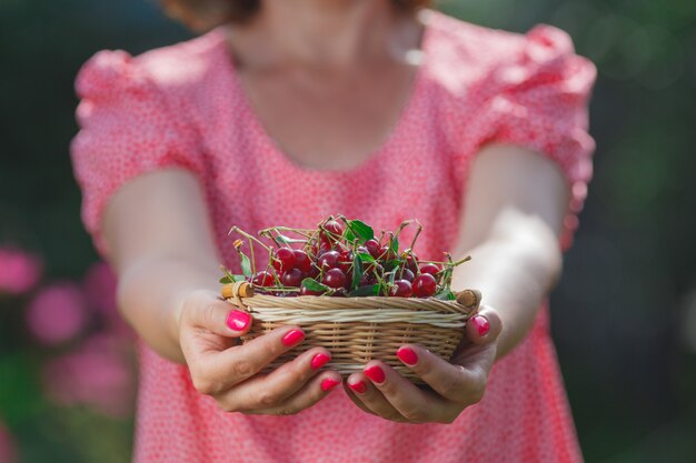 Two hands holding bunch of fresh cherries