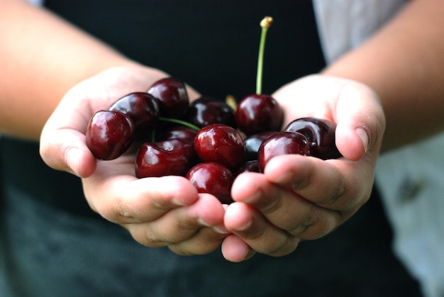 Two hands holding bunch of fresh cherries