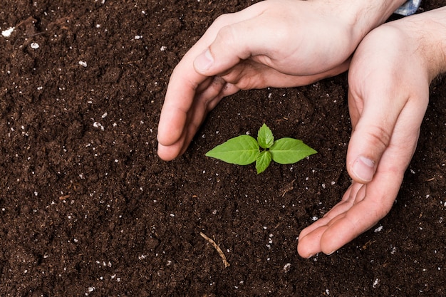 Two hands holding and caring a young green plant