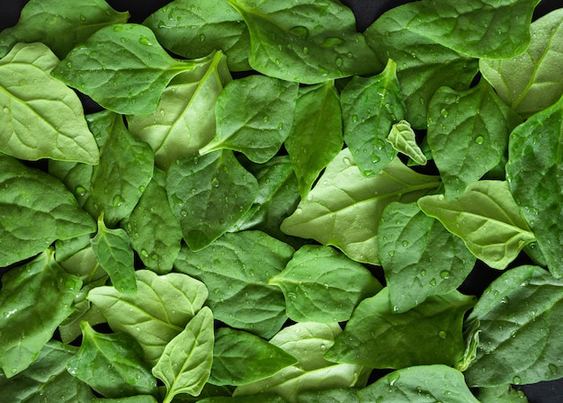 Two hands picking up a fresh spinach leaf