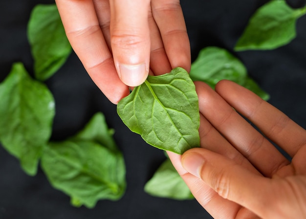 Due mani che raccolgono una foglia di spinaci freschi