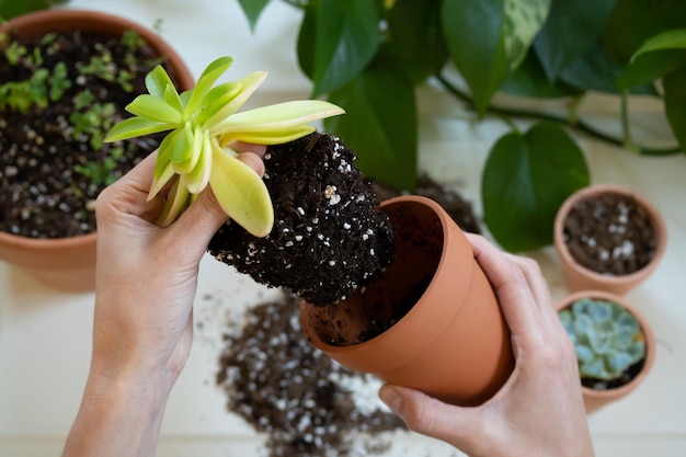 鉢に植物を置く両手