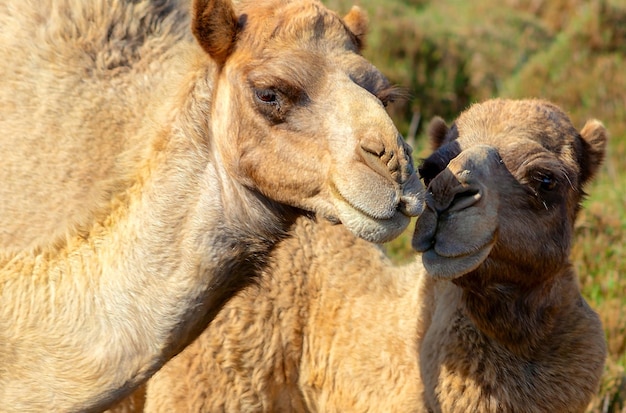 Due cammelli felici innamorati all'aperto