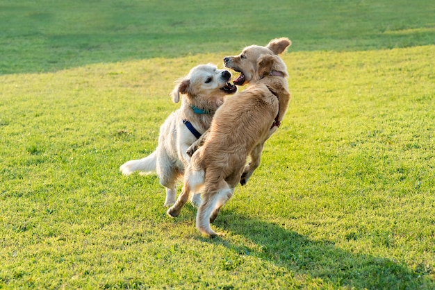 Due cani felici di golden retriever che giocano
