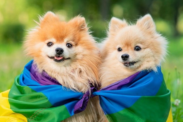 Due cani gay omosessuali felici con cuccioli di spitz pomeranian bandiera arcobaleno lgbt