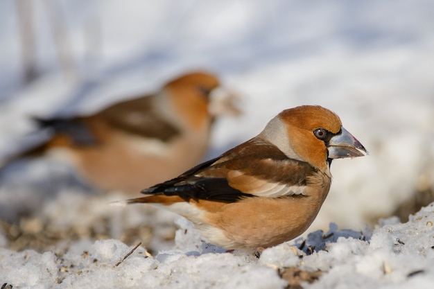 Two hawfinch on the snow