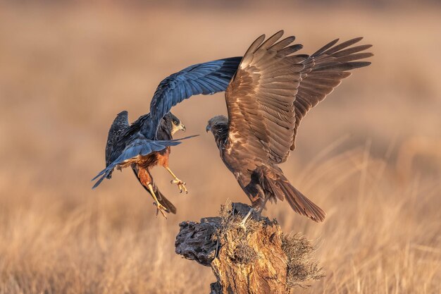 写真 夕方、切り株をめぐって2羽のタカが争う