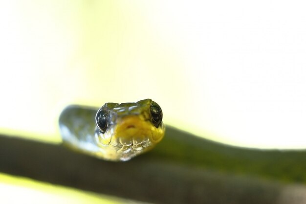 Two-headed Sipo (Chironius bicarinatus)