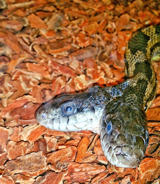 Фото Двухглавая змея на скалистой поверхности