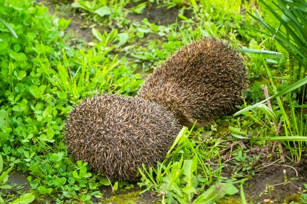 Two hedgehogs curled up in a ball on the ground European hedgehogs sleep on the ground