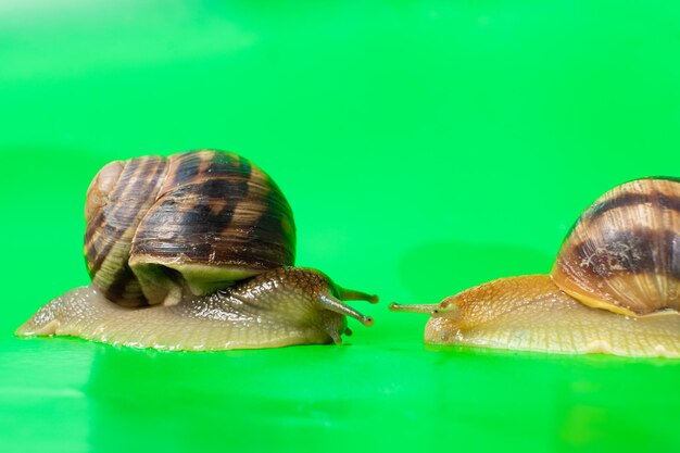 クロマ キーのグリーン スクリーンを横切る 2 匹の Helix pomatia カタツムリ