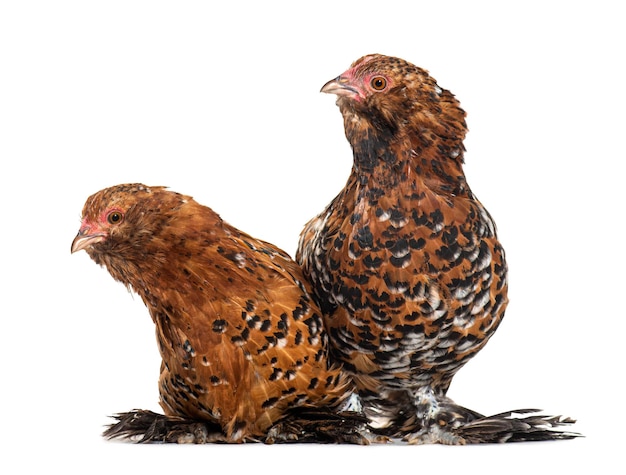 Two hens together isolated on white