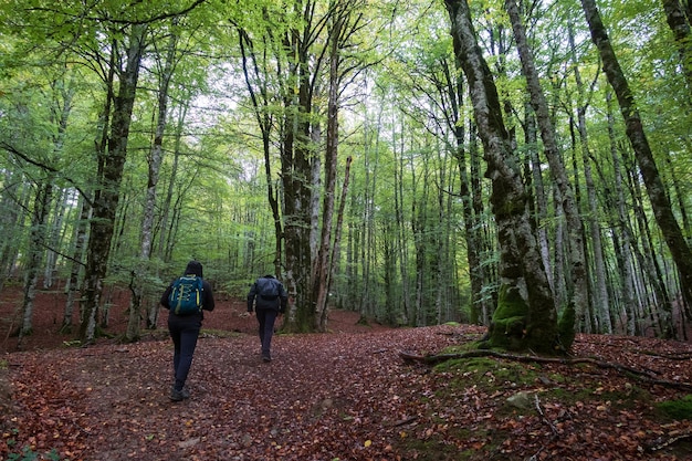 Two hikers follow a route in the Irati jungle Navarra Spain