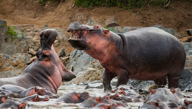 2つのカバが互いに戦っています