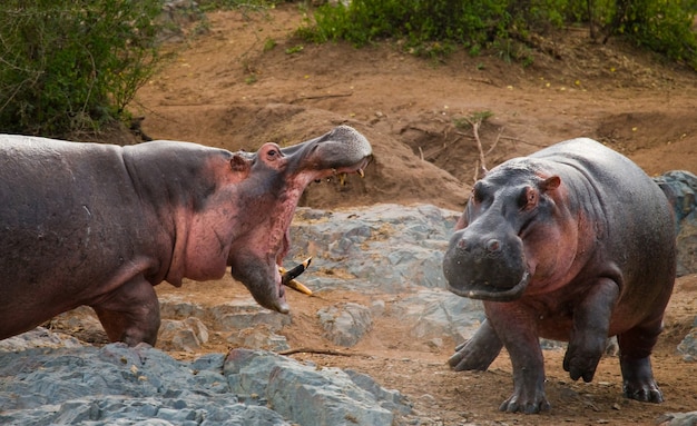 Two hippopotamus are fighting with each other 