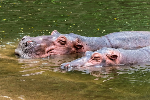 水中の2つのカバ