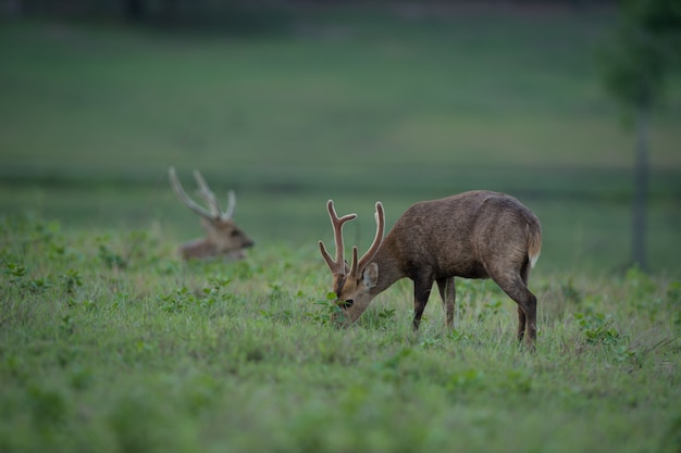 Two Hog deer stand alone on grassland