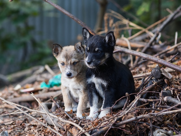 2人のホームレスの汚い子犬が通りに残った