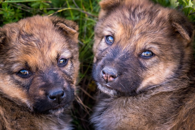 Two homeless puppies dogs sit together in the grass