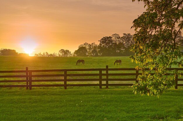 Two horse grazing in a field with rising morning sun