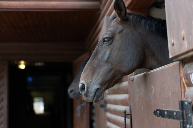 Две лошади смотрят в окно, деревянную дверь конюшни, ожидая поездки, обычная утренняя тренировка.