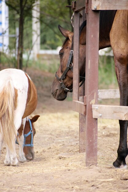 Due cavalli Una cavalla baia della razza Hannover e un cavallo pinto americano in miniatura AMHA