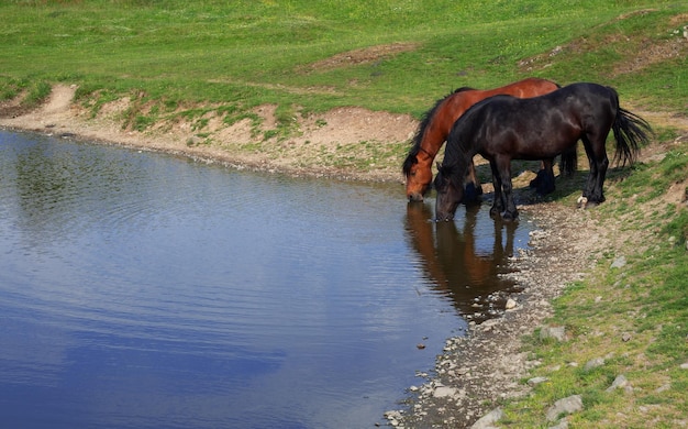 2頭の馬が湖で水を飲む