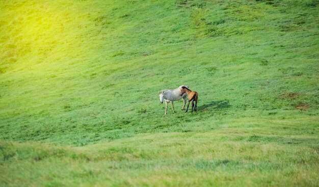 野原で草を食べる2頭の馬、草を食べる2頭の馬がいる丘、牧草地で2頭の馬