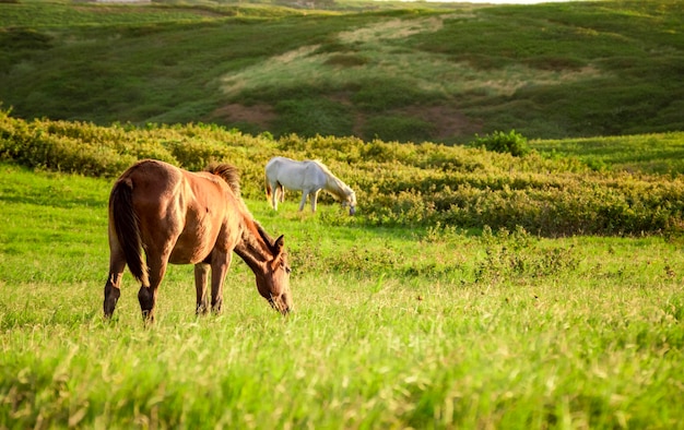 フィールドヒルで一緒に草を食べる2頭の馬と草を食べる2頭の馬