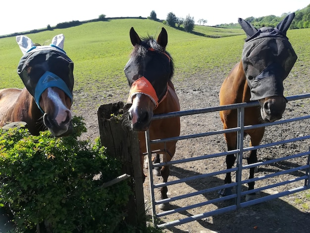 Two horses on field