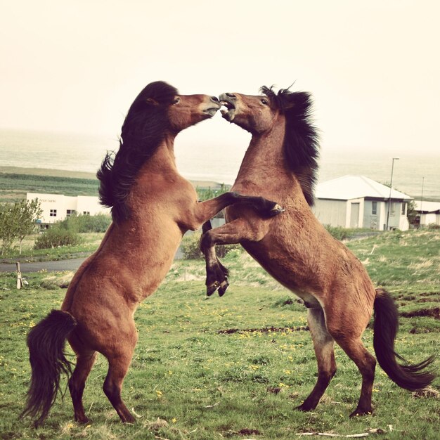 Photo two horses fighting