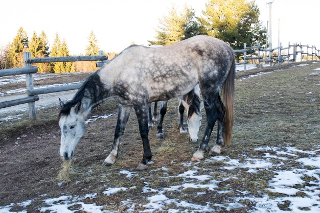 Зимой пасутся две лошади