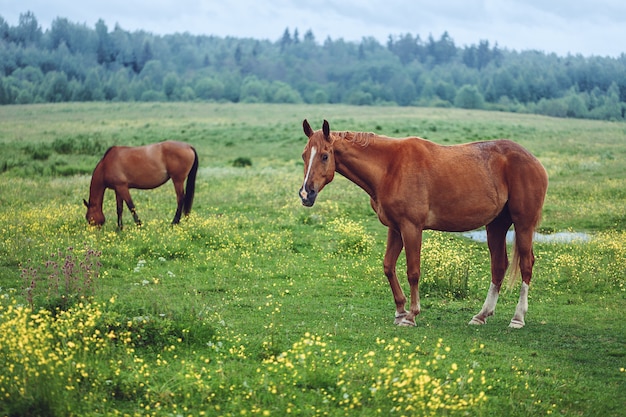 Two horses grazing in field