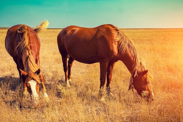 Two horses grazing in the meadow with dry grass