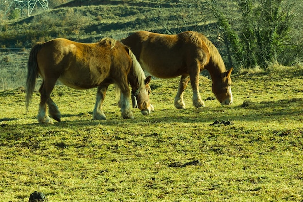 Two horses grazing