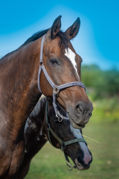 Two horses in halters portrait. Horses are walking in the meadow.