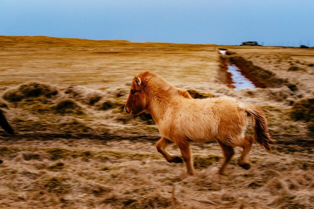 Two horses on landscape