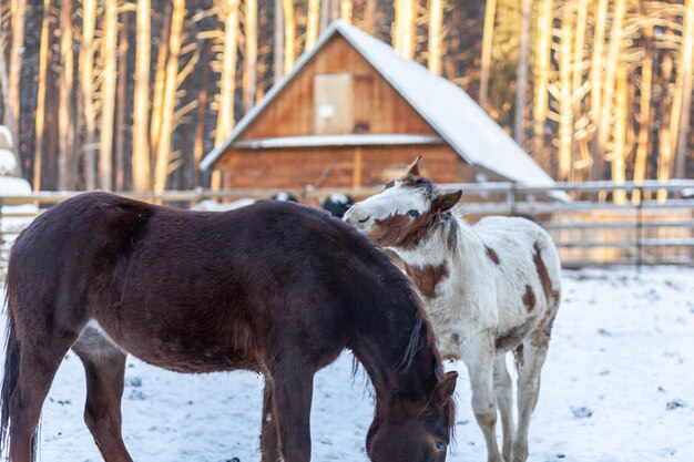 冬の農場のパドックで 2 頭の馬。動物の囲いの中の冬の茶色と白の馬